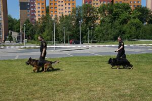 strażnicy miejscy z psami służbowymi