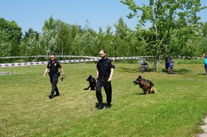 strażnicy miejscy z psami służbowymi