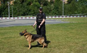 policjant z psem służbowym