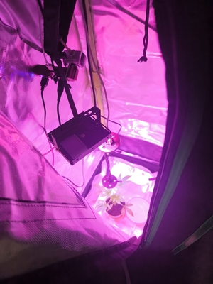 Zdjęcie przedstawia wnętrze namiotu, w którym znajduje się krzew konopi